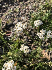 Achillea millefolium
