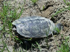 Malaclemys terrapin terrapin