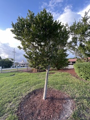 Laurus nobilis