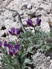 Astragalus purshii
