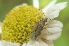 Nysius