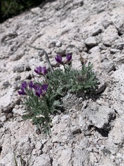 Astragalus purshii