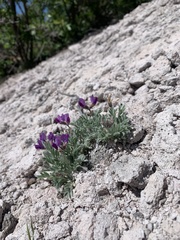 Astragalus purshii