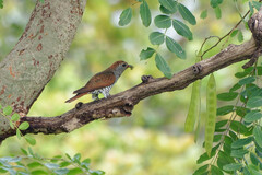 Chrysococcyx xanthorhynchus