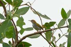 Orthotomus atrogularis