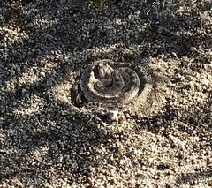 Crotalus cerastes laterorepens