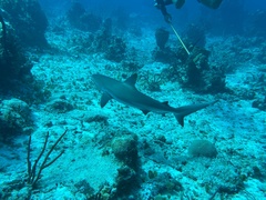Carcharhinus perezii