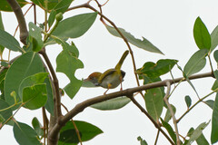 Orthotomus atrogularis