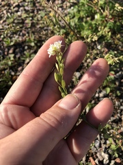 Berteroa incana