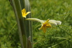 Hypoxis rigidula