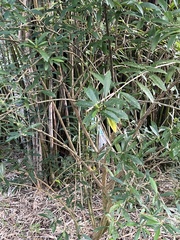 Brunfelsia americana