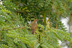 Chrysococcyx xanthorhynchus