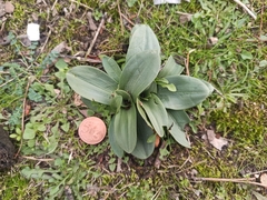 Ophrys
