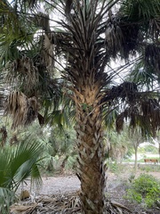 Sabal palmetto