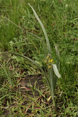 Hypoxis rigidula