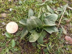 Ophrys