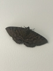 Speiredonia spectans