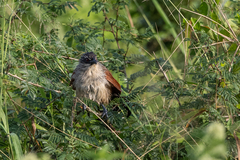 Centropus superciliosus