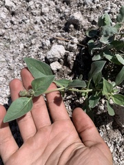 Mirabilis
