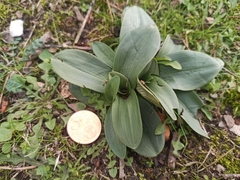Ophrys