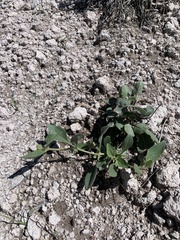 Mirabilis