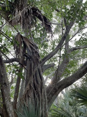 Ficus altissima