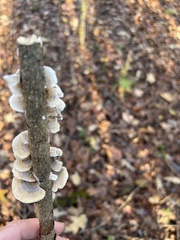 Trametes ochracea