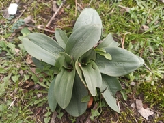 Ophrys
