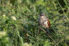 Centropus superciliosus