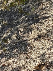 Crotalus cerastes laterorepens
