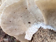 Trametes ochracea