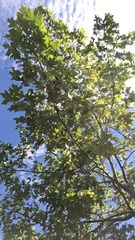 Acer macrophyllum