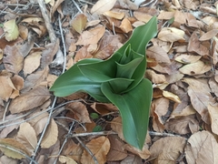 Himantoglossum robertianum