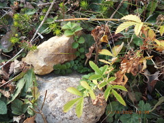 Agrimonia parviflora
