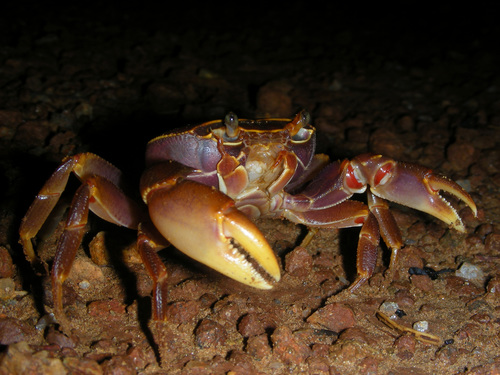 Maritimonautes choloensis