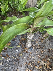 Aspidistra