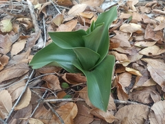 Himantoglossum robertianum