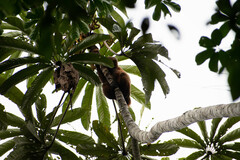 Cecropia sciadophylla
