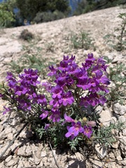 Penstemon caespitosus
