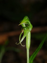 Pterostylis porrecta