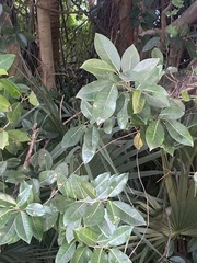 Ficus citrifolia
