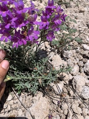 Penstemon caespitosus