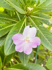 Impatiens sodenii