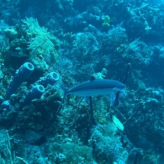 Scomberomorus regalis