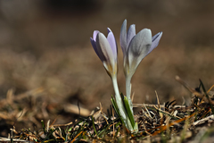Crocus adanensis