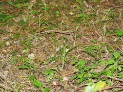 Pterostylis porrecta
