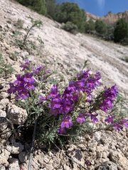 Penstemon caespitosus