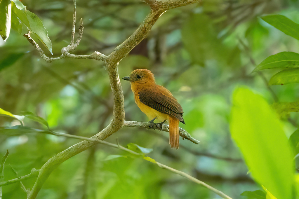 Varzea Schiffornis (Schiffornis major) photo