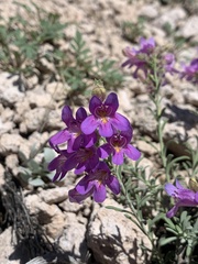 Penstemon caespitosus
