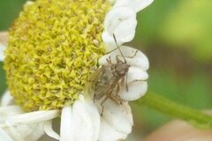 Nysius